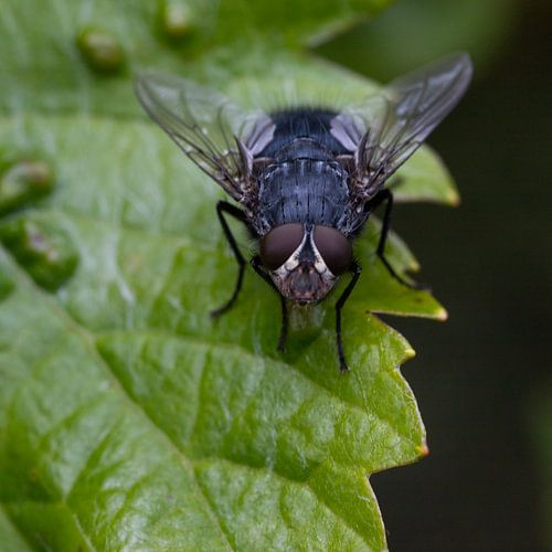 The Fly