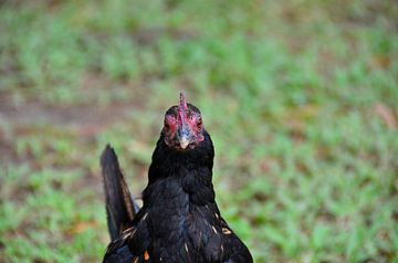 Schwarzes Huhn in Panama von Karel Frielink