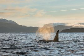 Orca in magical light by Ann Cools