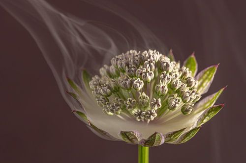 Elegantie in natuurlijke rust: Kwetsbare dynamiek van Marjolijn van den Berg