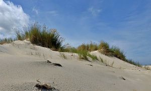 De duinen van Terschelling