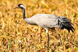 Kranichvögel beim Ausruhen und Füttern auf einem Feld während des Herbstzuges