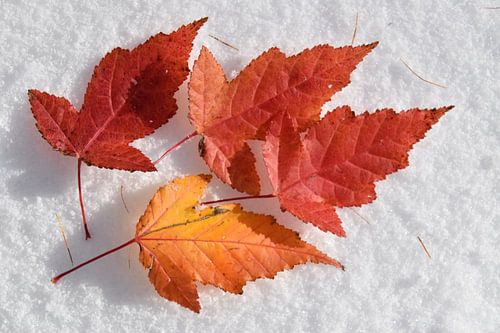 Bladeren in de herfst