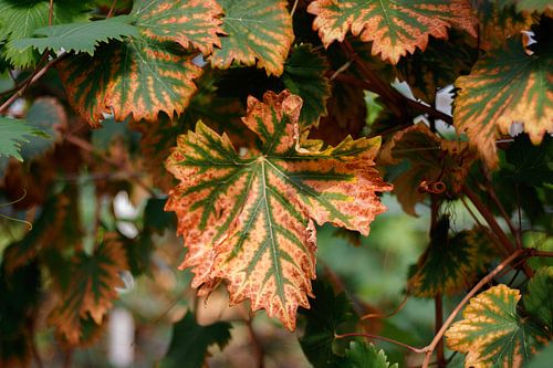 Herfstbladeren wijngaard