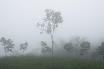 bomen in de mist