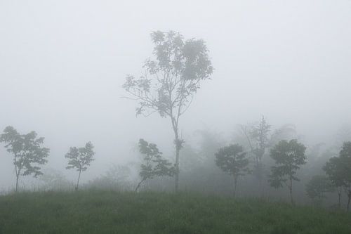 Cloudforest
