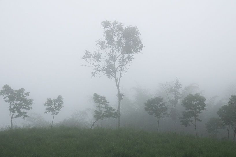 Wolkenwald von Hanneke Bantje
