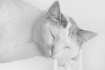 Katze im Tiefschlaf fotografiert in schwarz-weiß high key von Marianne van der Zee