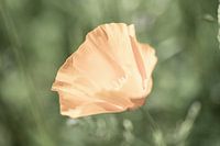 Mohn im Sommerlicht