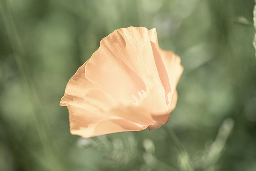 Coquelicot à la lumière de l'été par Nadia Feys