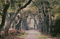 "Het oude eikenpad" van Chris Biesheuvel I  Dream Scapes thumbnail