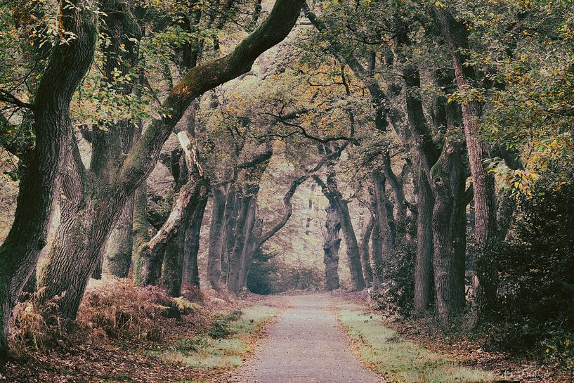 "Het oude eikenpad" van Chris Biesheuvel I  Dream Scapes