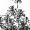 Palmiers sur la plage près de Trincomalee au Sri Lanka sur Photolovers reisfotografie