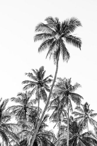 Palmbomen aan het strand bij Trincomalee in Sri Lanka van Photolovers reisfotografie