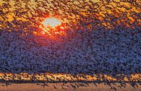 Sneeuwganzen die in zonsopgang vliegen, David Hua van 1x thumbnail