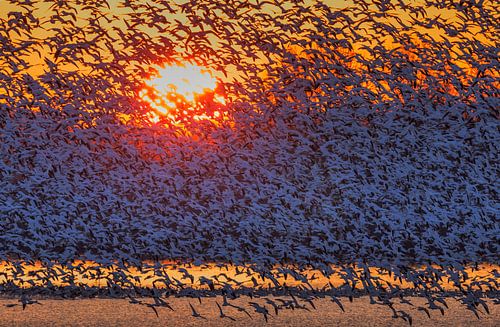 Snow Geese Flying in Sunrise