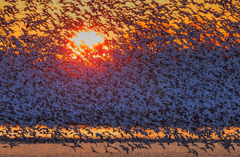 Sneeuwganzen die in zonsopgang vliegen, David Hua van 1x