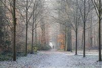 Winterlicher Waldspaziergang