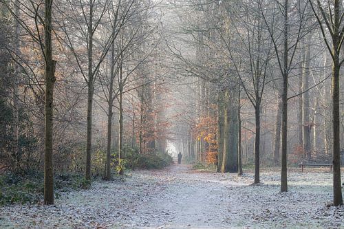 Winter forest walk by Mireille Breen