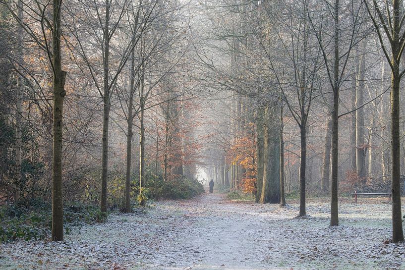 Winterlicher Waldspaziergang von Mireille Breen