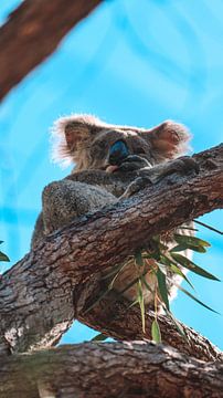 Koala van Sascha Rottier