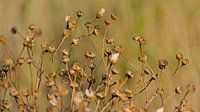 Bokeh seeds of narrow-leaved ragwort