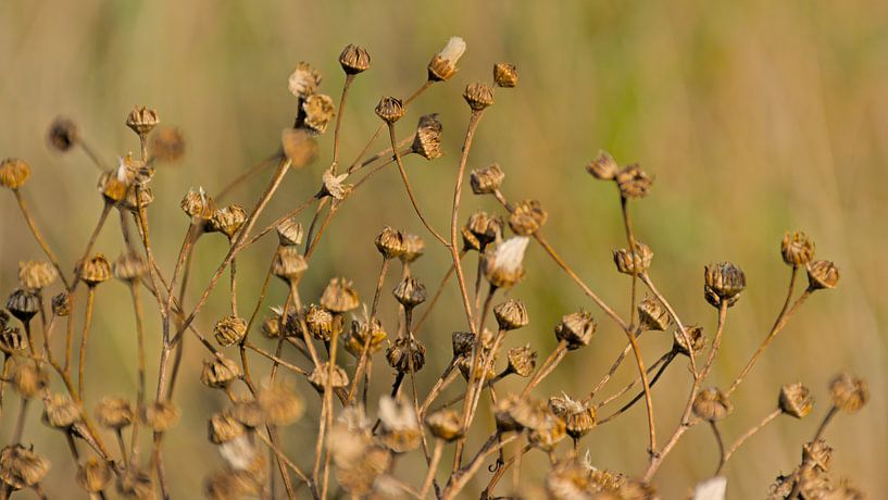 Bokeh seeds of narrow-leaved ragwort by Kristof Lauwers
