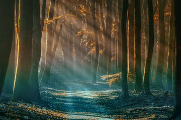 Herfstlandschap met zonnestralen in  prachtig mistig bos van Fotografiecor .nl