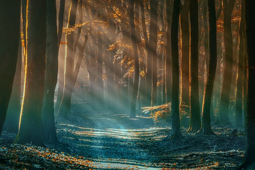 Autumn landscape with sunrays in beautiful misty forest by Fotografiecor .nl