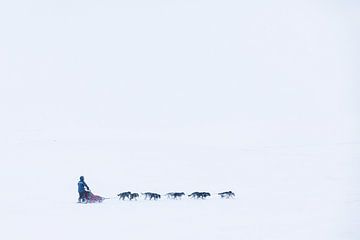 Husky-Schlittengespann in einer verlassenen Schneelandschaft