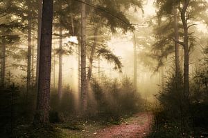 Fog Of Desire