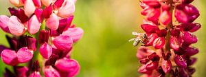 Panorama floral sur Jeroen Mikkers