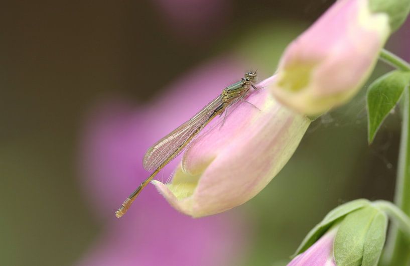 Lantern by Frank Smedts
