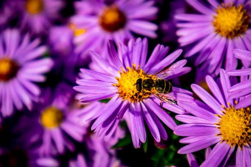 Prachtige bloesems in de huistuin