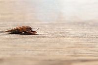 Close-up van een slak op hout