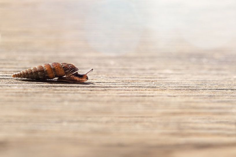 Close up of a snail on wood by Annabell Gsödl