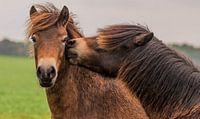 Liefkozende pony's