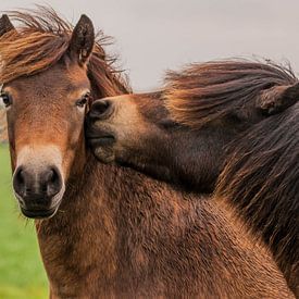 Liefkozende pony's van Photo by Krista