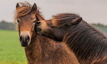 Liefkozende pony's van Photo by Krista