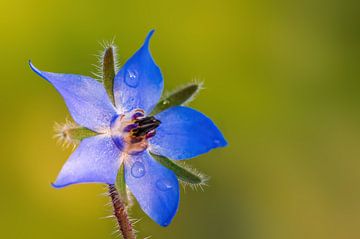 blue borage flowers blossom by Mario Plechaty Photography
