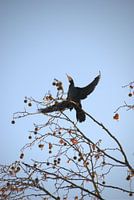 Cormoran dans un Arbre Nu, l'hiver