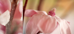 magnolia