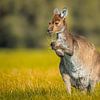 Portret van een Westelijke Grijze Reuzenkangoeroe van Chris Stenger