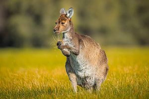 Portrait d'un Kangourou Gris