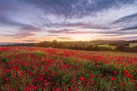 Field of poppies at the sunset in Tuscany