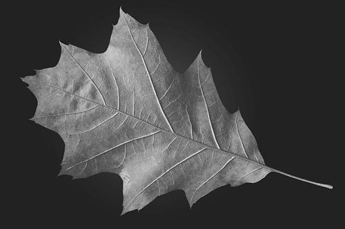 Herfst droog eikenblad in BW