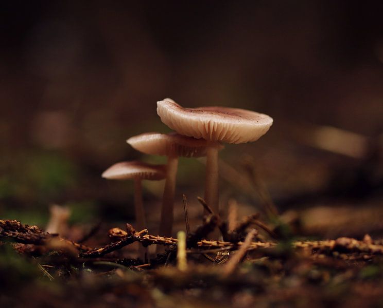 Trois champignons par Pim van der Horst