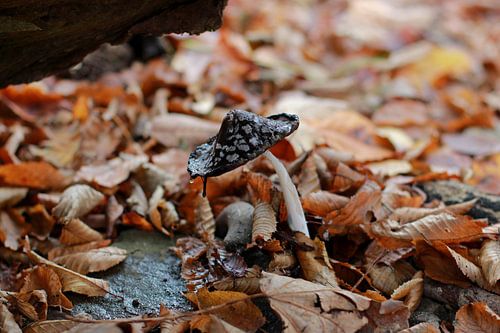 Lift photo of an unusual black mushroom with white dots