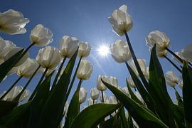 Witte tulpen met zon tegen blauwe lucht