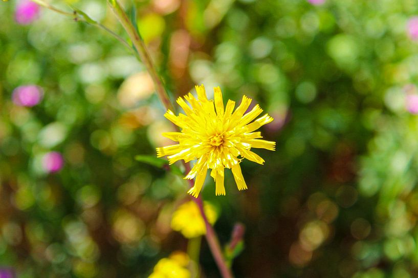 Macrophoto of a dandelion by Scarlett van Kakerken